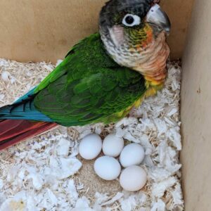 Amazon Parrot Eggs For Sale