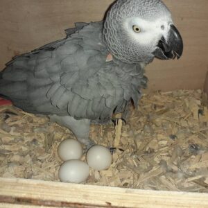 Candling a Parrot Egg