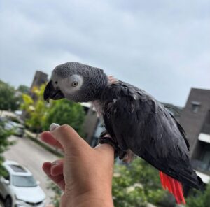 African Grey Parrot For Sale
