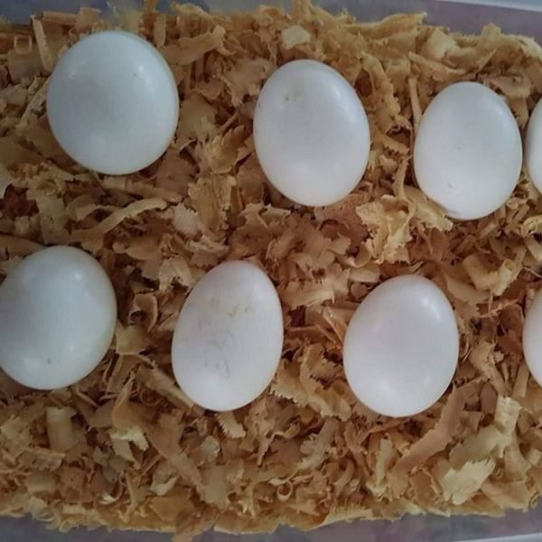Parakeet Eggs For Sale