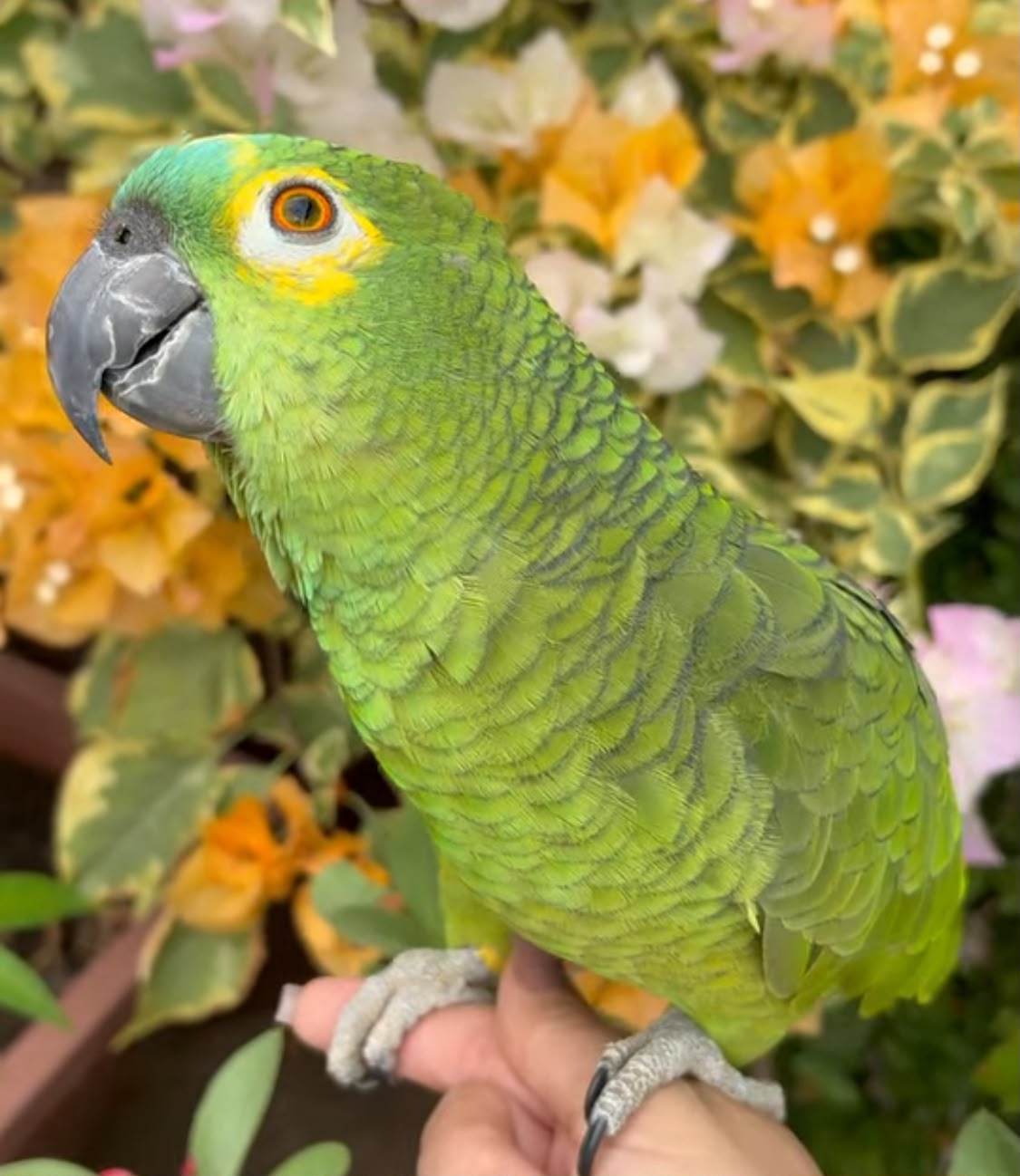 Amazon Parrot For Sale