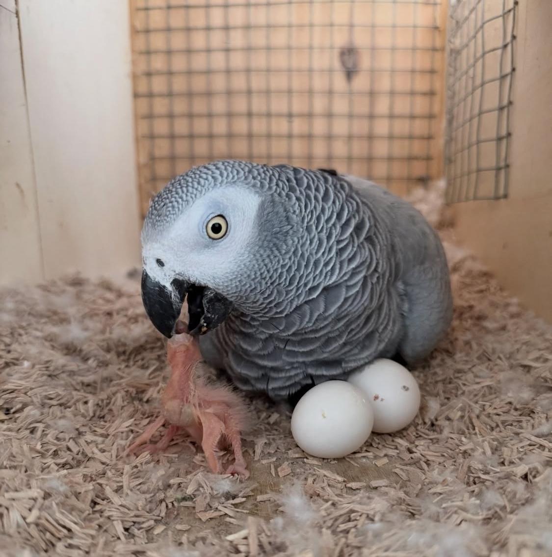 Baby Parrots for Sale