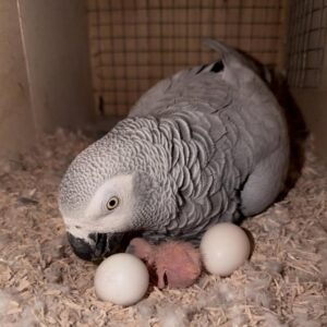 Buy parrot eggs online