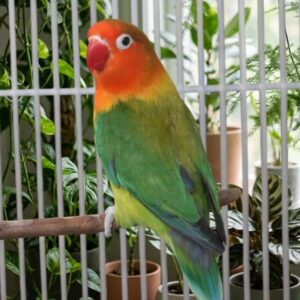 Lovebirds parrot for sale