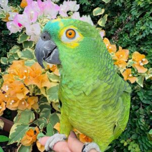 Amazon Parrot For Sale