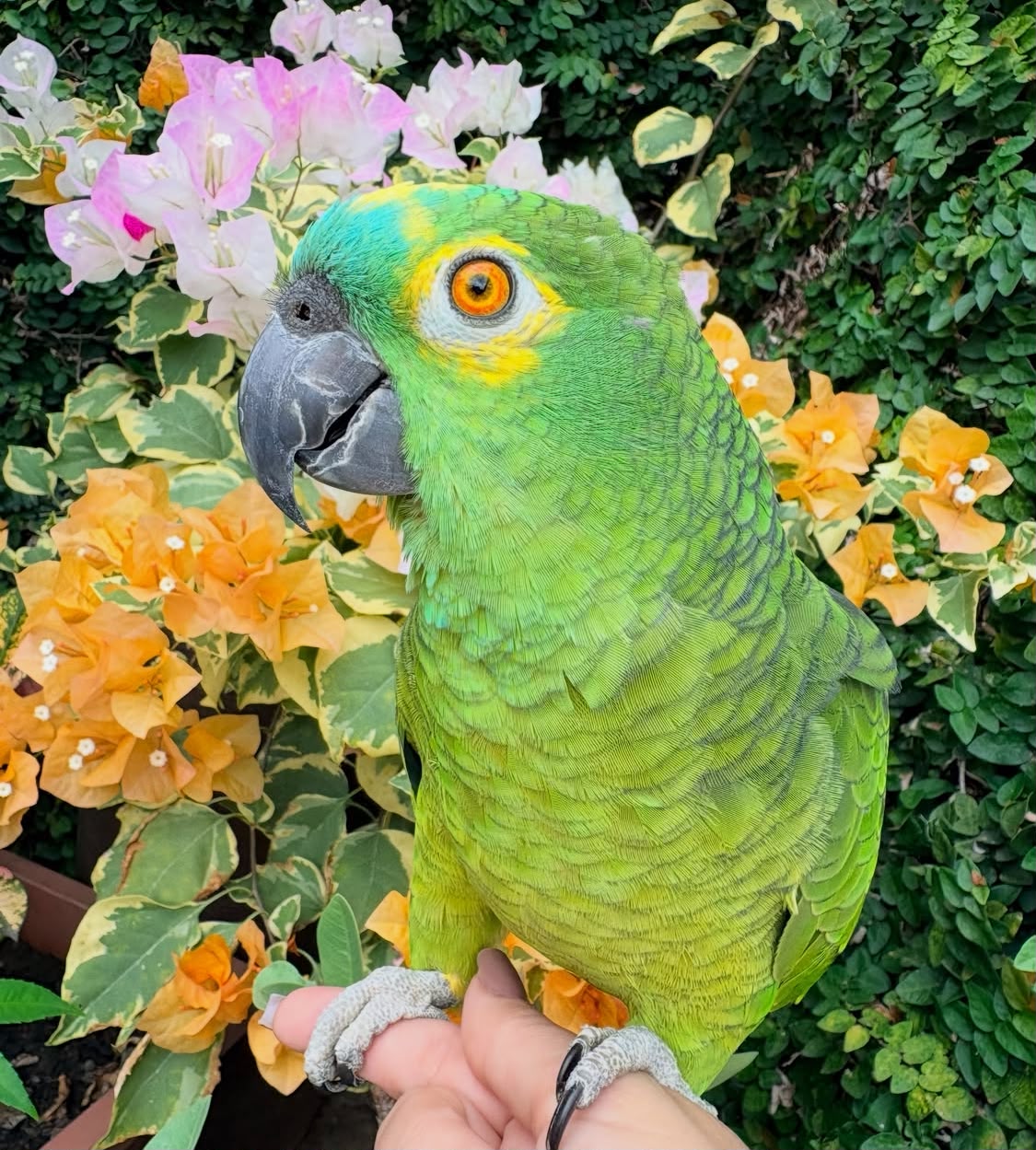 Amazon Parrot For Sale