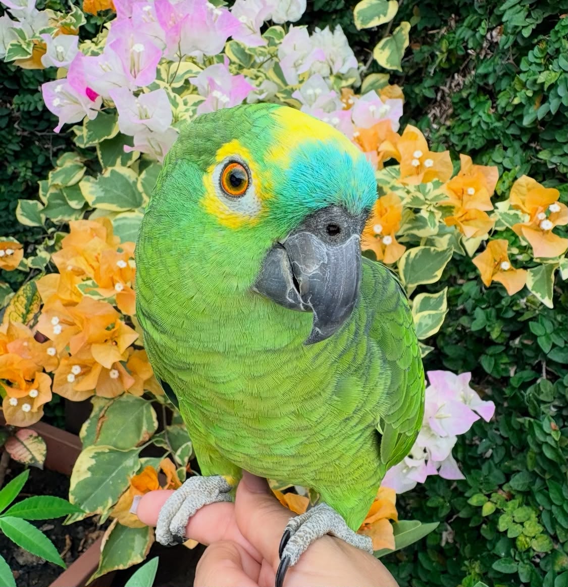 Amazon Parrot For Sale