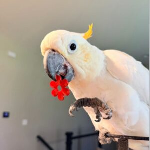 Cockatoo Parrot For Sale