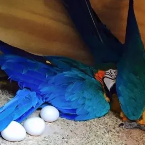 How Much Do Macaw Eggs Cost?