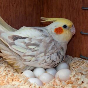 Cockatiel Egg Buying Guide for Beginners