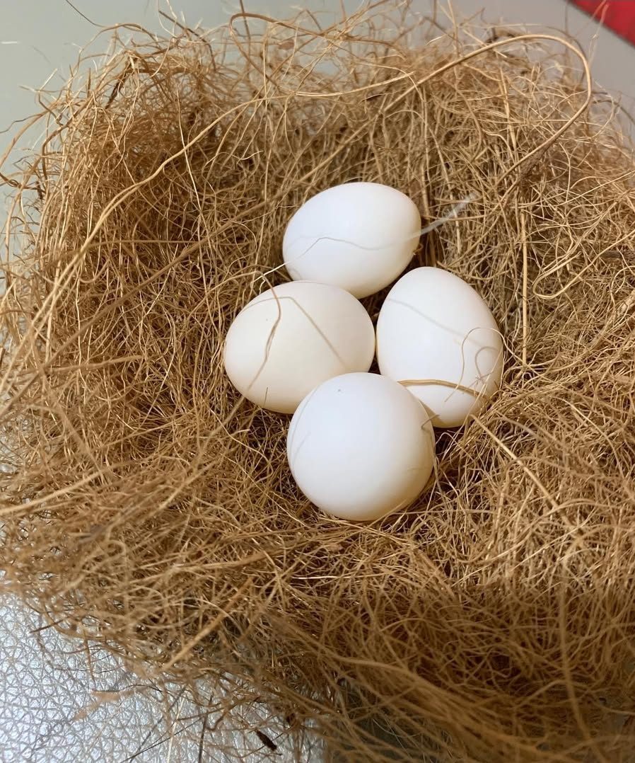 Are parrot eggs legal to buy in the US? Learn about parrot egg laws, permits, regulations, and what buyers should know before purchasing