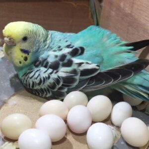 Buy Fertile Parrot Eggs Online