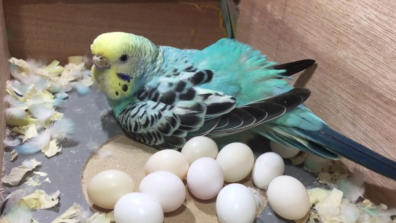 Buy Fertile Parrot Eggs Online