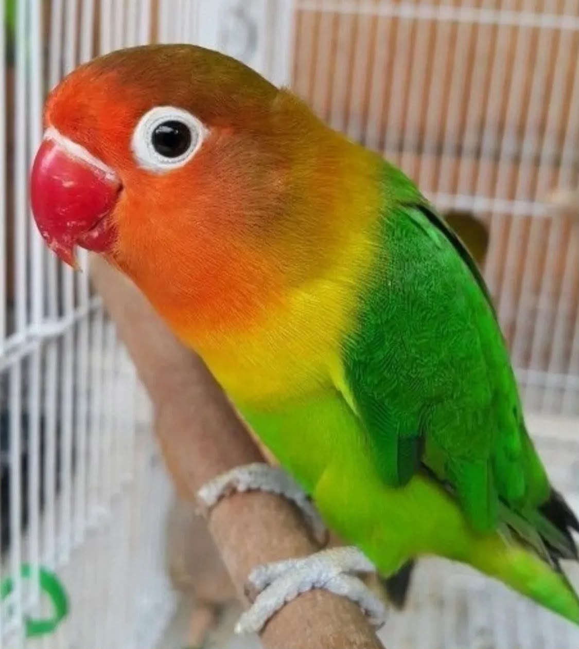 Lovebirds parrot for sale