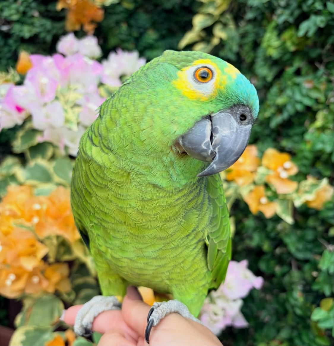 Amazon Parrot For Sale