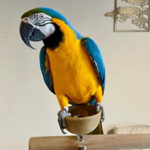 Macaw Parrot For Sale