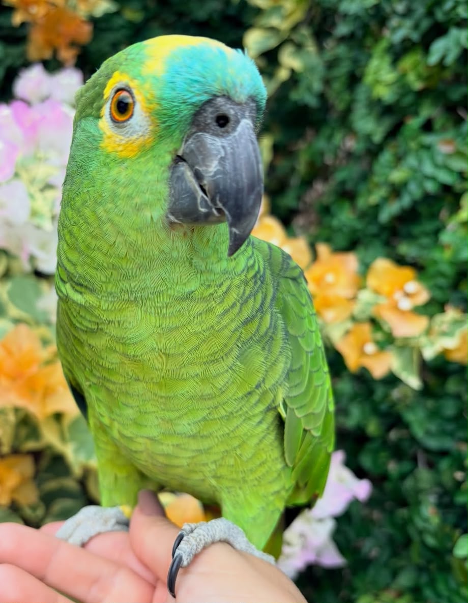 Amazon Parrot For Sale