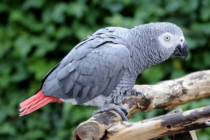 African Grey Parrots for Sale Near Me