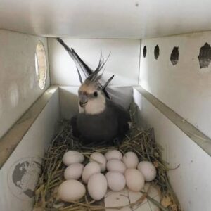 cockatiel parrot eggs for sale