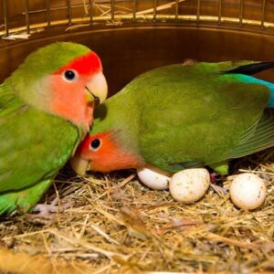 Lovebird Parrot Eggs For Sale