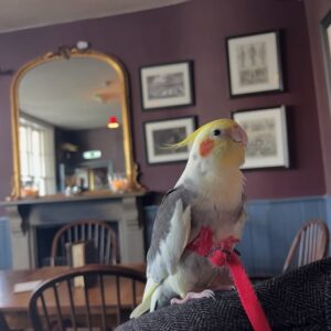 Cockatiel Parrot For Sale